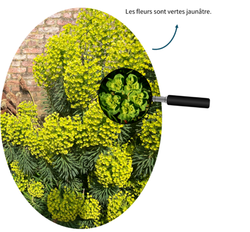 euphorbe photographie hd plantes-risque santé reconnaître photo plante danger fleurs