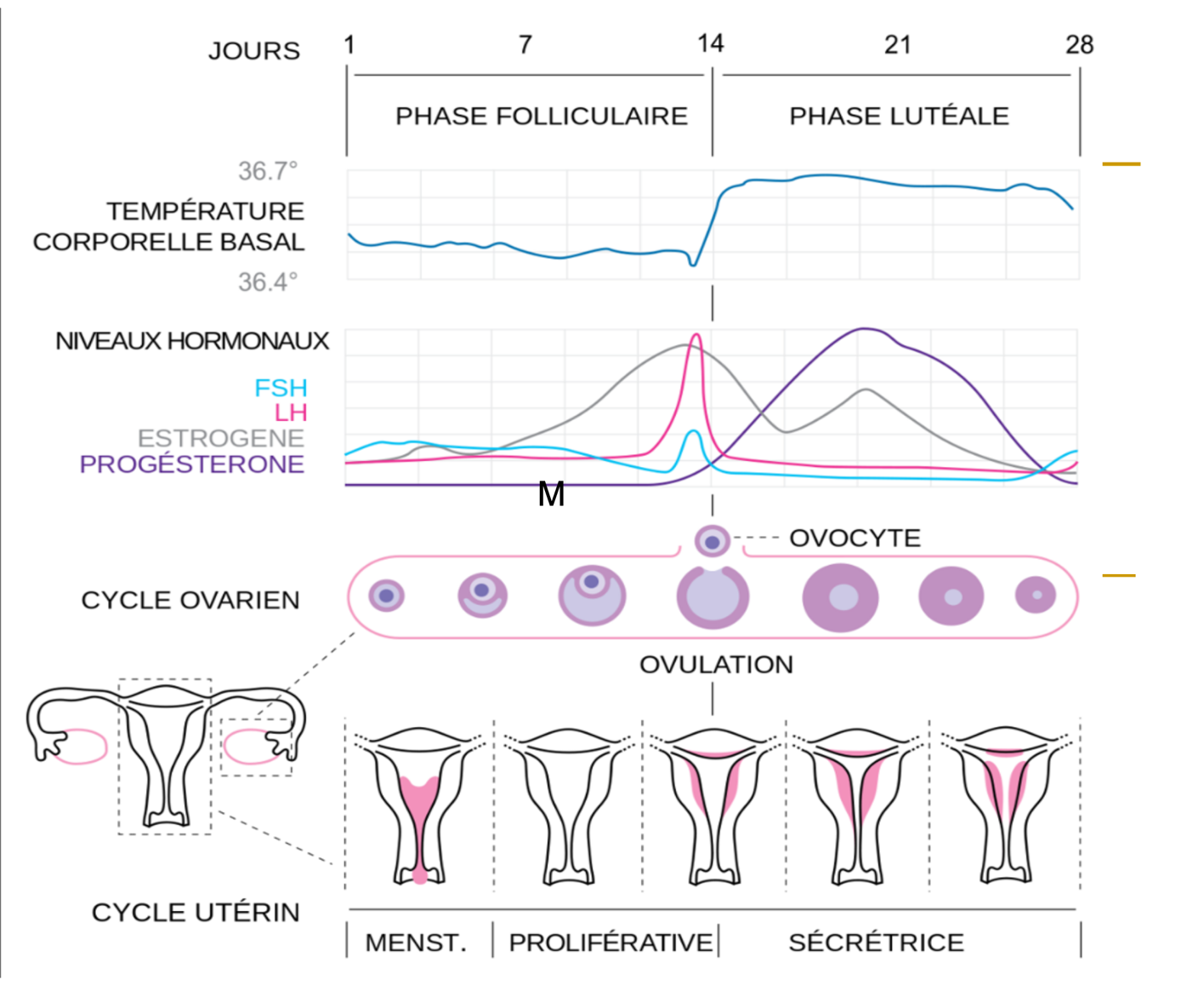 Une image contenant texte, diagramme, capture d’écran, Tracé Description générée automatiquement